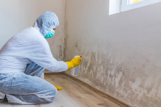 Licensed Mold Remediation service in Myerstown, PA - WQB Mold Removal